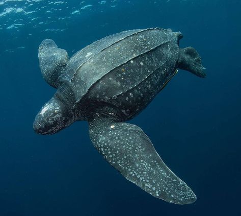 Leatherback Sea Turtle Photography, July Widget, Reef Animals, Sea Turtles Photography, Leatherback Sea Turtle, Animals Turtle, Sea Turtle Species, Marine Reptiles, Sea Turtle Pictures