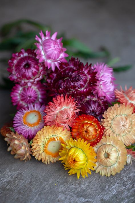 Helichrysum bracteatum monstrosum, Mixed Seeds £1.95 from Chiltern Seeds - Chiltern Seeds Secure Online Seed Catalogue and Shop Helichrysum Bracteatum, Garden 2023, Most Popular Flowers, Home Grown Vegetables, Everlasting Flowers, Seed Catalogs, Logo Redesign, Cut Flower Garden, Uk Images