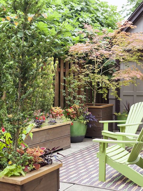 Trees For Containers Patio, Trees For Planters, Deck Plants, Japanese Courtyard Garden, Plants Backyard, Australian Gardens, Patio Container Gardening, Backyard Escape, Backyard Structures