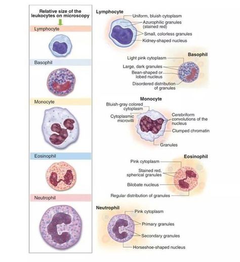 White Blood Cells Wbc Blood Cells, Cardiopulmonary System, Urine Analysis, Clinical Pathology, What Is Intelligence, Cardiac Sonography, Medical Lab Technician, Human Cells, Blood Components