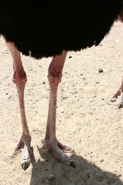 Ostrich Legs, Creature Design, Wikimedia Commons, Art Classes, Animals Beautiful, Camel, Google Search, Sculpture, Drawings