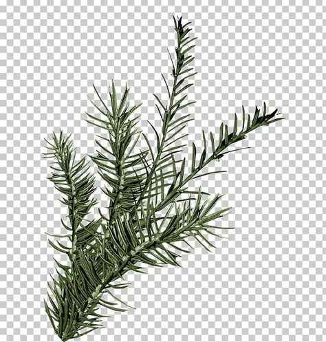 Spruce Branch, Leaf Png, Free Sign, Color Help, Green Leaves, New Color, Plant Leaves, Clip Art, Green