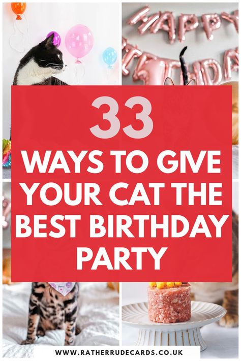 Best cat birthday party ideas for your pet, best cat birthday gift ideas and how to treat and spoil your cat or kitten on their birthday ideas Birthday Treat For Cat, Cat Birthday Treats, Birthday For Cat Pets, Cake For A Cat, Cat Birthday For Cats, Birthday For Cat Ideas, Pet Cat Birthday Party Ideas, Cat Birthday Party Ideas For Cats, Diy Cat Birthday Cake