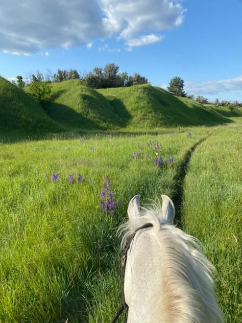 Horse Summer Aesthetic, Four Legged Creature, Free Rein Aesthetic, Country Couples Photoshoot, Equitation Aesthetic, Homesteading Aesthetic, Equestrian Summer, Horse Spring, Spring Horse