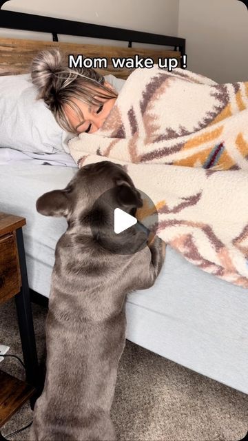 Cute Frenchie Puppies, Frenchie Videos Funny, Good Morning Dogs Funny, French Bulldog Videos Funny, Fluffy Frenchie Puppy, Frenchy Puppies, French Bulldog Videos, Bullies Dogs, Long Haired French Bulldog