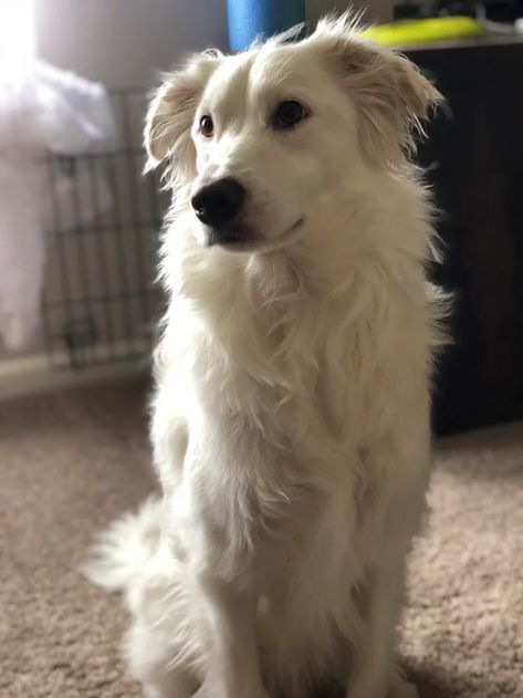 I did a doggy DNA test and found out my girl is a White Swiss Shepherd/Border Collie mix! : BorderCollie Pomeranian Black, Corgi Golden Retriever, Golden Retriever Dachshund, Border Collie Aussie, German Shepherd Black, Cat Tuxedo, Cat Calico, White Border Collie, Swiss Shepherd