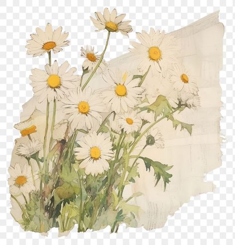 Vintage Ripped Paper, Ripped Paper Aesthetic, Paper Torn Png, Daisies Drawing, Plant Template, Ripped Paper Png, Daisy Flower Drawing, Collage Cutouts, Aesthetic Pngs