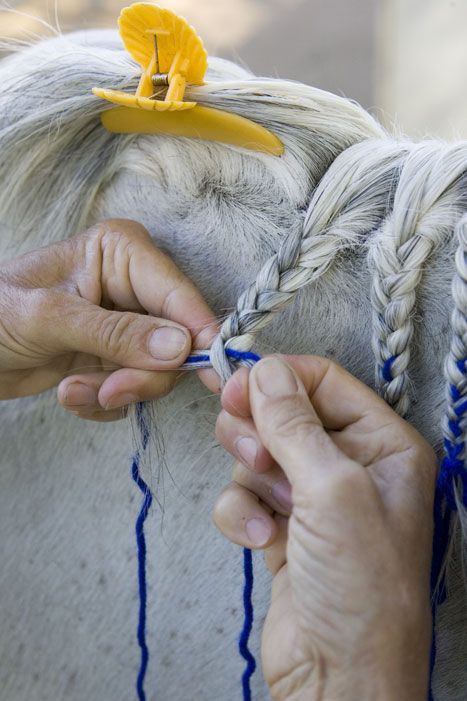 Mane Braiding, Horse Braids, Horse Mane Braids, Horse Hair Braiding, Horse Braiding, Horse Showing, Tail Braids, How To Braid, Horse Care Tips