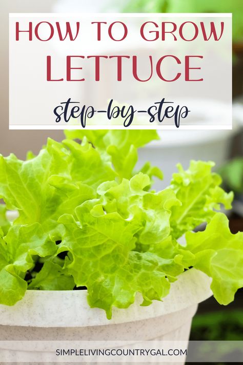 How To Grow Lettuce In Containers, Growing Lettuce From Seed, Planting Lettuce In Containers, How To Plant Lettuce, Planting Lettuce Seeds, When To Plant Lettuce, Harvest Lettuce, How To Grow Lettuce, Water Lettuce