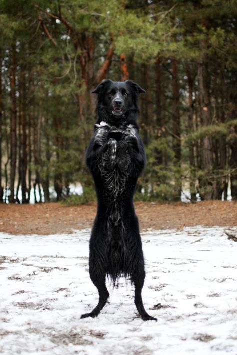 Black Border Collie, Border Collie Black, Border Collie, Black Border, Dogs, Black