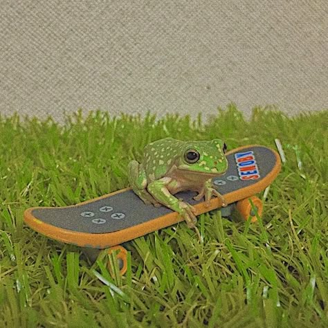 Frog on a skateboard Frog Pictures Cute, Cute Frog Drawing, Drawing Pets, Animal Pics Funny, Frog Hoodie, Cute Animal Character, Funny Animal Art, Animal Videos Funny, Frog Costume