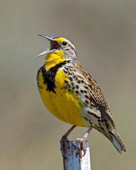 Western Meadowlark  I see these often when driving from eastern Oklahoma to western Arkansas on Highway 62. Western Meadowlark, State Birds, Cardinal Birds, Backyard Birds, Bird Pictures, All Birds, Exotic Birds, Pretty Birds, Bird Photo