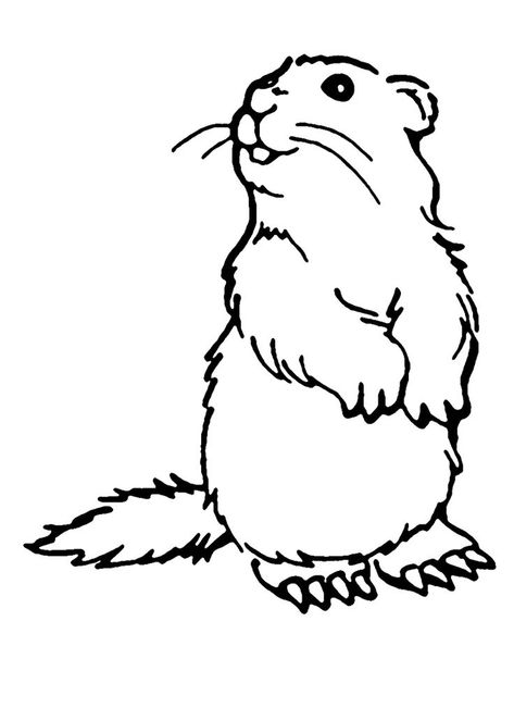 Groundhog Coloring Pages - Best Coloring Pages For Kids Woodchuck Drawing, Beer Donkey, Dog Drawing Simple, Super Mario Coloring Pages, Chip Board, Mario Coloring Pages, Bird Sketch, Valentines Day Coloring, Reference Art