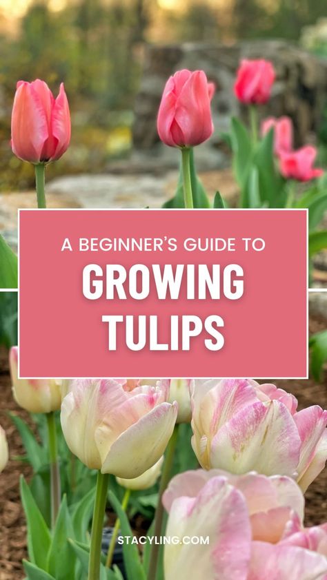 This beginner's guide offers everything you need to know about planting, caring for, and enjoying these stunning spring blooms. Learn about popular varieties, planting tips, and how to keep your tulips thriving season after season. Tulip Care, When To Plant Tulips, Flower Garden Images, Growing Tulips, Pink Perennials, Beautiful Tulips, Planting Tulips, Planting Tips, Spring Garden Flowers