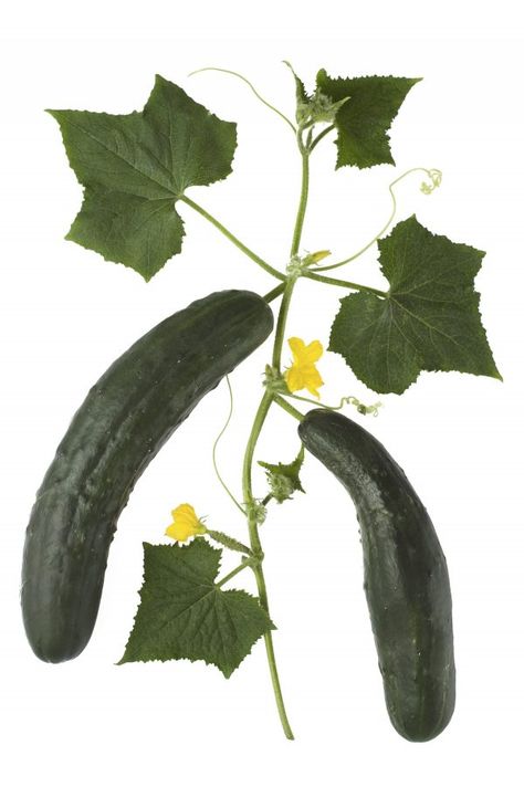 Delaying planting cucumbers is one way to outwit the cucumber beetle and the bacterial wilt it spreads. Cucumber Planting, Planting Cucumbers, Plant Cucumbers, Cucumber Plant, Grow Food, Homestead Gardens, Garden Veggies, Plant Diseases, Edible Landscaping