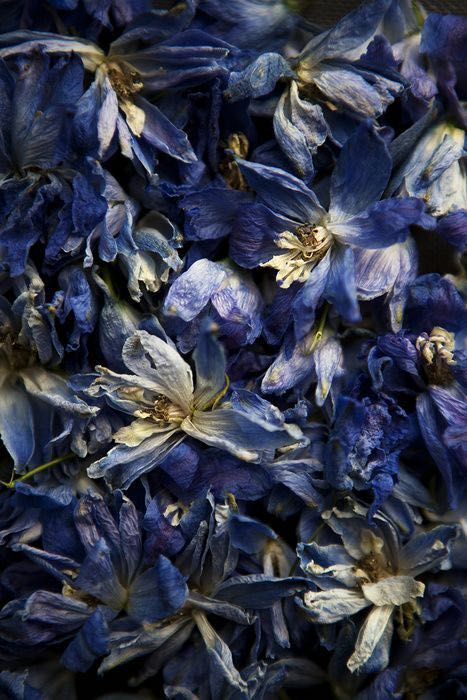 Ravenclaw Aesthetic, Flower Photography, Delphinium, Arte Floral, Natural Forms, Color Textures, Ravenclaw, Flowers Photography, Ikebana