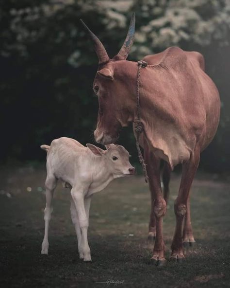 Indian Cow, Cow Photography, Cow Photos, Black Background Photography, Cow Calf, Photo Frame Gallery, Lord Krishna Images, Krishna Images, Lord Krishna