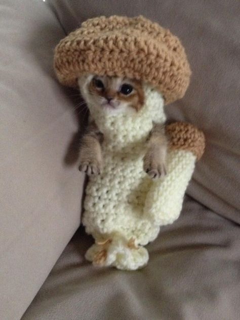 Mushroom kitty Mushroom Costume, Cat Dressed Up, Kitten Rescue, Cute Kittens, 영감을 주는 캐릭터, Crazy Cat Lady, Crazy Cats, Cat Lady, Kittens Cutest