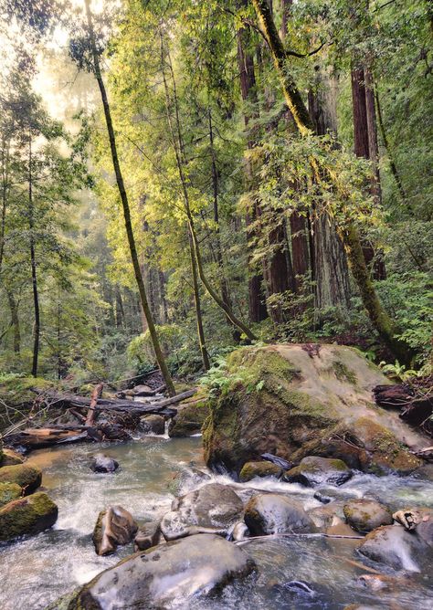 Big Basin, Location Inspiration, Beautiful Places Nature, Beautiful Nature, State Parks, Landscape Paintings, Forest, Beautiful Places, Water