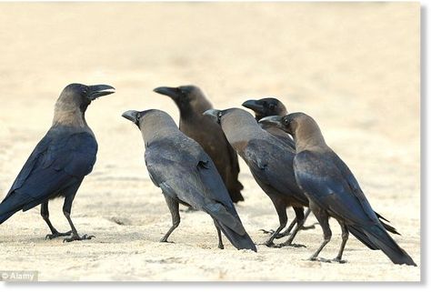 Crows mourn their dead to try and learn about potential dangers to their own lives, researchers have found. They found the birds can even remember an animal or person seen with a dead crow. The birds were also able to easily distinguish between... Crow Family, Head Photo, Black Birds, Jackdaw, Raven Art, Crows Ravens, Pictures Of The Week, Blackbird, Kraken