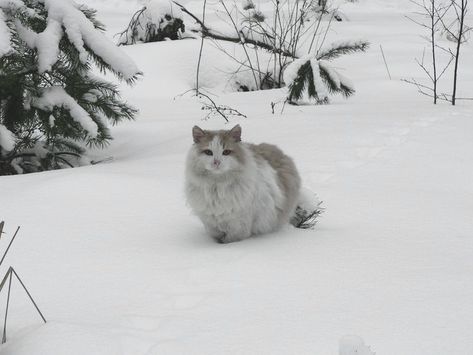 Winter Cat, Snow Princess, Winter Fairy, I Love Winter, Snow Angels, Winter Aesthetic, Pine Trees, Pretty Cats, The Snow