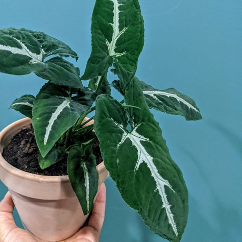 Syngonium Wendlandii, Terra Cotta Clay Pots, Plant Wishlist, Stone Ground, Indoor Plant Care, Rich Green, Garden Stuff, Plant Mom, Plant Collection