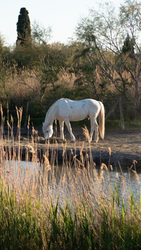 Cheval ranch Camargue, coucher de soleil, sud de la France. Makeup Leger, Dog And Horse, Camargue Horse, French Dog, Southern France, Horse Breeds, Horses, France, Collage