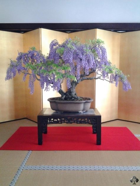 Wisteria Bonsai, Maple Bonsai, Bonsai Tree Types, Tree Home Decor, Indoor Bonsai Tree, Japanese Bonsai, Indoor Bonsai, Tree Home, Bonsai Art