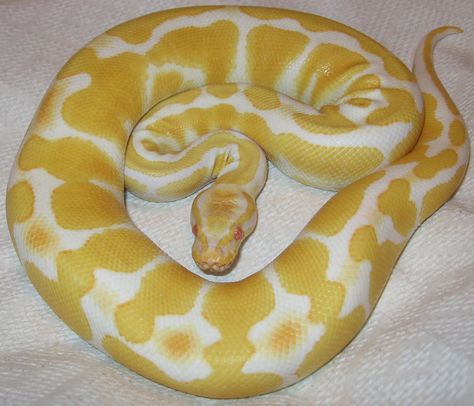 Snake Breeds, Snake Photos, Python Regius, Cool Snakes, Nastassja Kinski, Colorful Snakes, Pretty Snakes, Yellow Snake, Ball Python Morphs