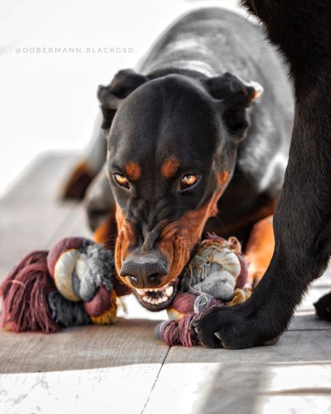 Dog Growling, Night Dog, Angry Dog, Barking Dog, Stop Dog Barking, Big Dog Breeds, Doberman Pinscher Dog, Scary Dogs, Pet Halloween Costumes