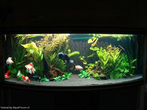 I bought some black sand and some aquarium wood, I also wanted to make a terras. Black Sand Aquarium, Sand Aquarium, Aquascaping Ideas, Plant Aquarium, Goldfish Aquarium, Fancy Goldfish, Me And My Boyfriend, Fish Pond Gardens, Goldfish Tank