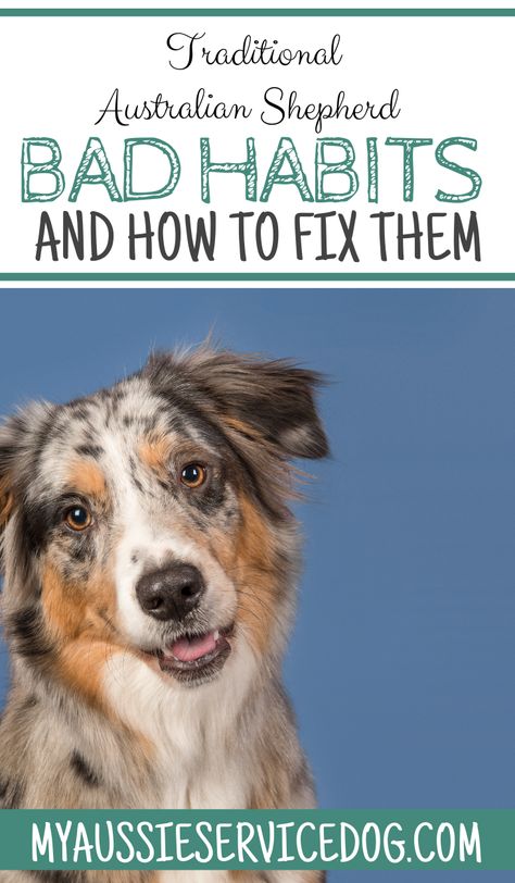 How To Train A Aussie Puppy, How To Train An Australian Shepherd, Mini Aussie Haircut, Aussie Training Tips, Red Merle Australian Shepherd Miniature, Training Australian Shepherd Puppy, Australian Shepherd Puppy Training Tips, Aussie Haircut Styles, Australian Shepherd Haircut Styles