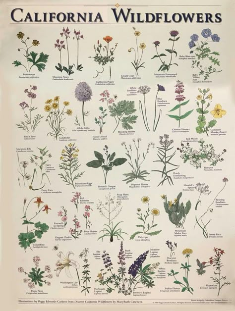 Wildflowers Of California, North American Wildflowers, Native California Flowers, Wild Flower Print, California Flower Tattoo, California Wildflowers Tattoo, Challenging Drawings, Wildflower Chart, California Native Flowers