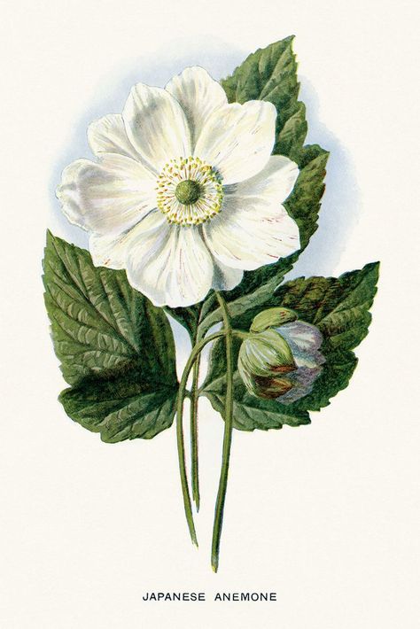 Japanese Anemone, Antique Botanical Print, Illustration Botanique, Anemone Flower, Vintage Botanical Prints, Botanical Painting, Scientific Illustration, Botanical Drawings, Plant Illustration