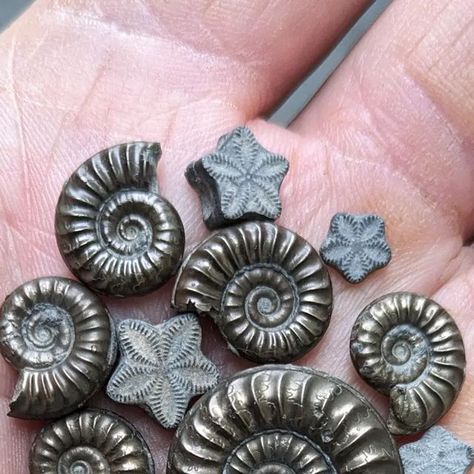 Sean Rice on Instagram: "Stars and swirls. Jurassic crinoid stars and pyritised ammonites found on the River Severn foreshore last Sunday and yesterday #fossils #fossilhunting #crinoids #crinoid #ammonite #ammonites #naturalhistory" Bog Bodies, Stars And Swirls, Fossil Art, Crinoid Fossil, River Severn, Inktober 2024, Fossil Hunting, Fossilized Coral, Fingers Crossed