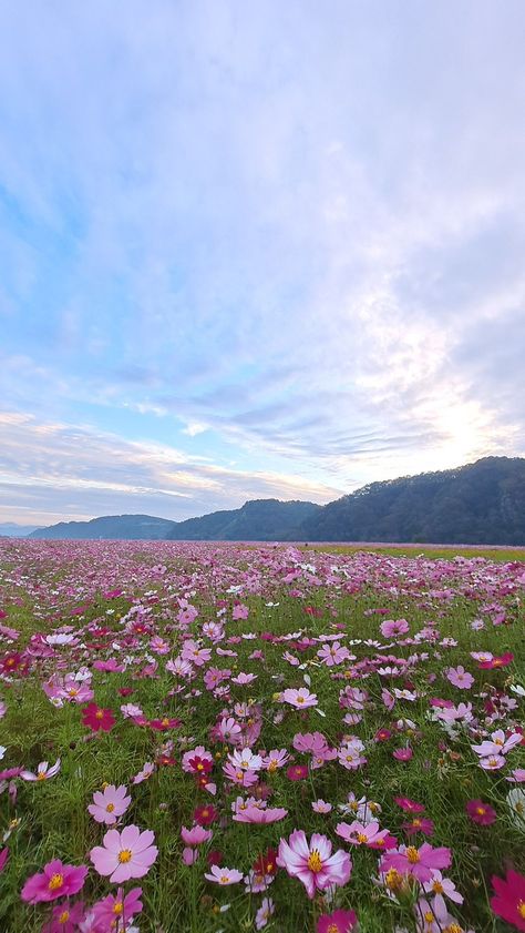 Pink Flower Field, Flowers Photography Wallpaper, Pretty Landscapes, Flower Landscape, Nature View, Pretty Sky, Flower Phone Wallpaper, Iphone Background Wallpaper, Photography Wallpaper