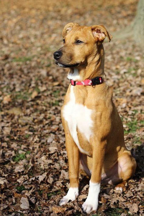 Rottweiler Mix Puppies, Dog Character, Rottweiler Mix, Pitbull Mix, The Pit, Vision Board 2023, Mixed Breed, 5 Months, Dog Photography