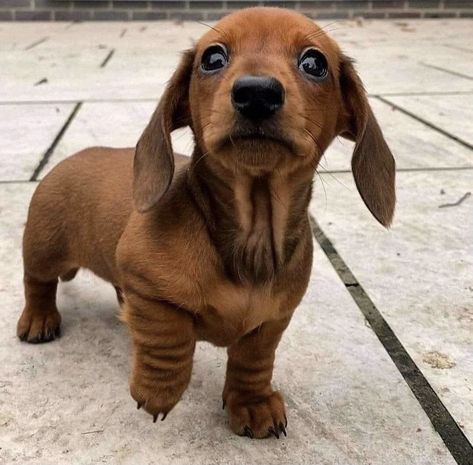 Winner Dogs, Dachshund Colors, Miniature Dachshund Puppies, Doxie Puppies, Dachshund Puppies For Sale, Cute Dogs Images, Dachshund Puppy Miniature, Hybrid Dogs, Sausage Dogs