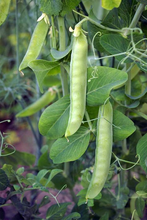 Peas are cold-tolerant, and there's a wide variety to choose from. Plus, the young tendrils are also edible! Get our growing tips now, on Gardener's Path. Eatable Plants, Peas Plant, Raised Garden Beds Ideas, Garden Beds Ideas, Climbing Vegetables, Grow Peas, Seeds Germination, Seeds Planting, Seeds Growing