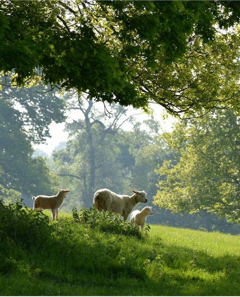 Cottage Nature, Country Summer, Sunny Morning, Sheep Farm, Sheep And Lamb, Green Pasture, Country Farm, English Countryside, Animal Photo