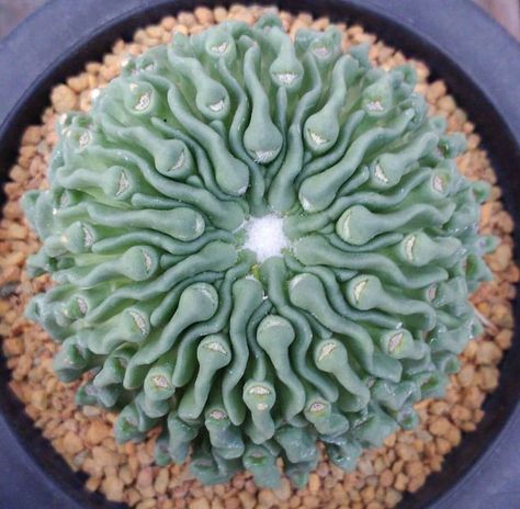 Suculent Plants, Strange Flowers, Weird Plants, Succulent Garden Diy, Colorful Succulents, Succulent Gardening, Unusual Plants, Unusual Flowers, Agaves