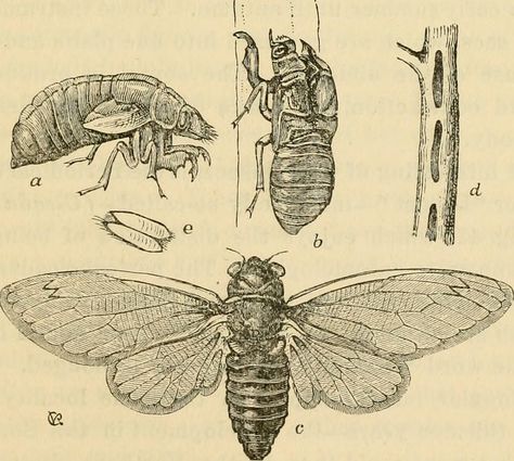 Image from page 114 of "Outlines of entomology" (1891) | Flickr - Photo Sharing! Cicada Illustration, Male Butterfly, Entomology Illustration, American Boys, The Farmer, Art Template, Book Page, Lotus Flower Tattoo, Original Work