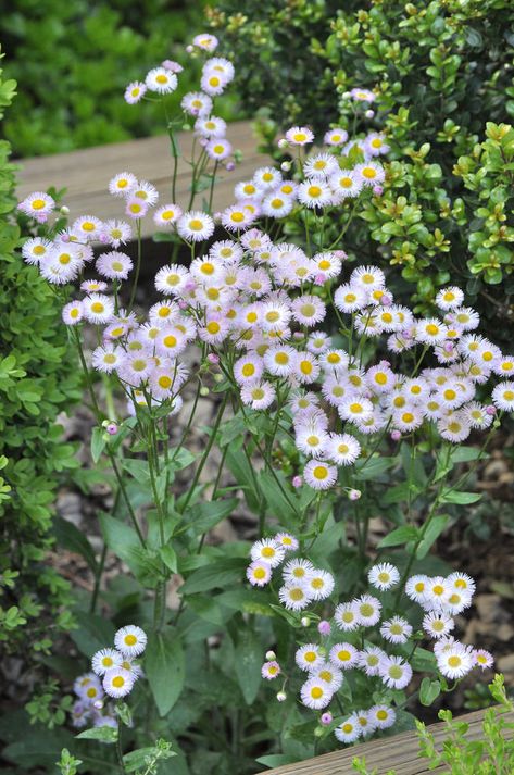 Michigan Wildflowers, White Muscari, White Flowering Mazus, White Meadow Flowers, Alaska Shasta Daisy, Witchy Garden, Spiritual Garden, Florida Native Plants, Kingdom Plantae