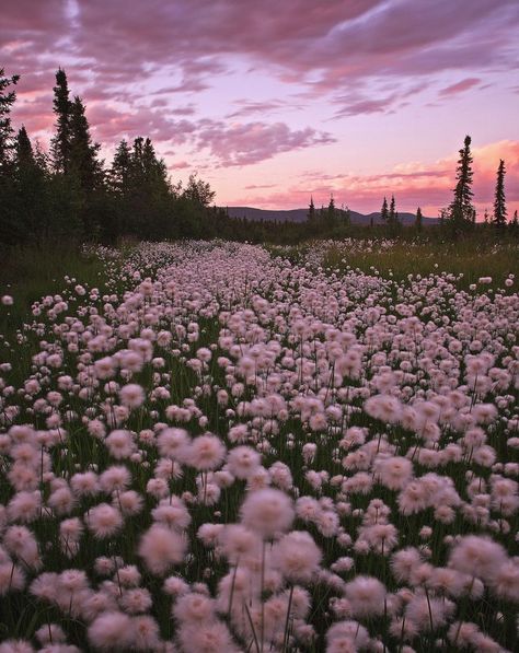 Dandelion Pictures, Dandelion Wallpaper, Meadow Garden, Pretty Landscapes, Pink Sunset, Beautiful Dream, Purple Aesthetic, Nature Aesthetic, Flower Field