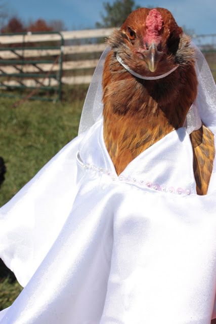 Funny Chicken Pictures, Wedding Chicken, Chicken Harness, Chicken Outfit, Wedding Dresses Beautiful, Chicken Clothes, Chicken Accessories, Chicken Costumes, Animal Dress Up