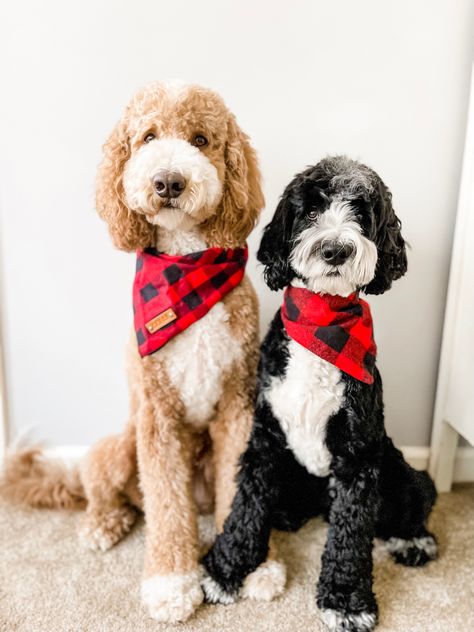 A red tuxedo & Black tuxedo Tuxedo Goldendoodle, Tuxedo Illustration, Tuxedo Bandana For Dogs Pattern, Dog Tuxedo Bandana, Tuxedo Cat Illustration, Red Tuxedo, Black Tuxedo, Goldendoodle, Teddy Bear