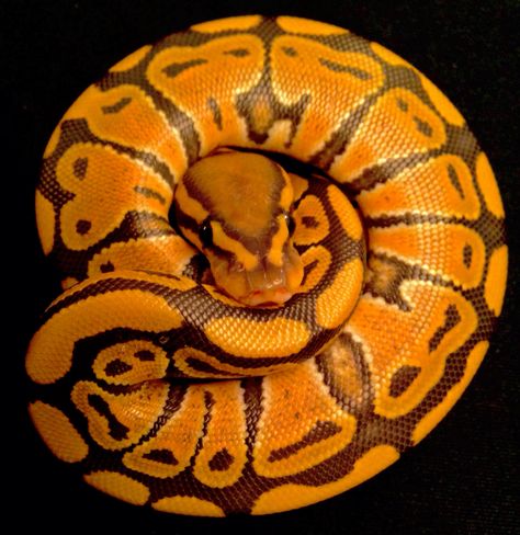 Baby Orange Ghost Rosy Boa, Orange Snake, Danger Noodles, Python Morphs, Danger Noodle, Python Regius, Colorful Snakes, Baby Orange, Ball Python Morphs