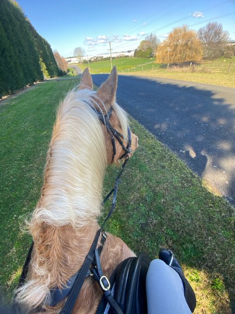 Horse Hacking, Trail Ride, Palomino Horse, Dream Future, Trail Riding, Horse Photos, Donkeys, Horse Rider, Show Horses