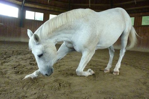 Horse Bowing, Horse Bow, Dog Tricks, Free Horses, Horse Animal, English Riding, Horse Owner, Dog Hacks, White Horse