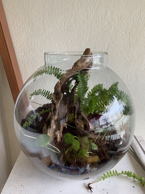 Driftwood Terrarium, Mean Green, Indoor Plant, So Beautiful, Namaste, Terrarium, Fern, Indoor Plants, House Plants